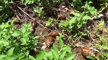 BEKICOT MITOS ATAU BENAR BISA MENJADI OBAT