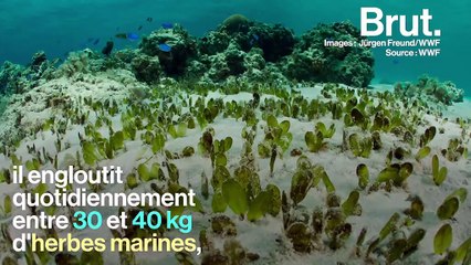 Le dugong, une "vache de mer" dont la survie est menacée