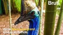 Le casoar, un animal à l'aspect préhistorique qui descend tout droit des dinosaures
