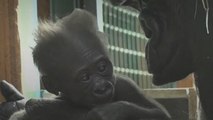 تولد اولین بچه گوریل پس از ده سال در باغ‌وحش لوآر فرانسه