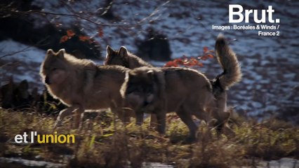 Comment les loups des Alpes survivent pendant l'hiver