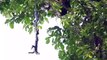Un cobra royal capture un gros lézard par la queue et le remonte dans son arbre