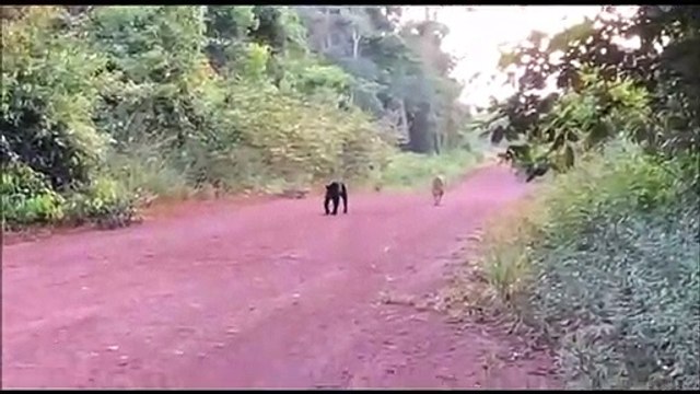 Quand un jaguar et une panthère noire se rencontrent au milieu d'un chemin