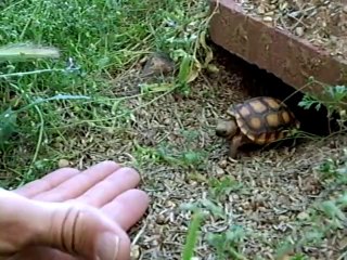 Cette petite tortue sort quand on l'appelle... Adorable