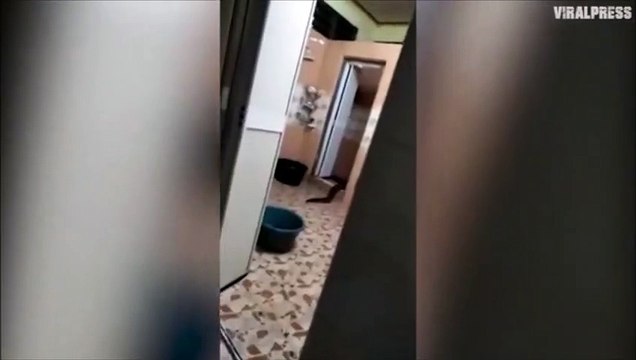 Quand une créature monstrueuse sort des toilettes