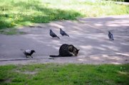 Des corbeaux embêtent un chat... Pas peureux