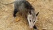 Cet opossum fait le mort et ne bouge plus dès qu'on s'approche de lui
