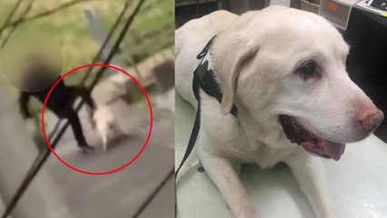 반려견 무자비하게 걷어찬 주인...SNS가 구했다 / YTN