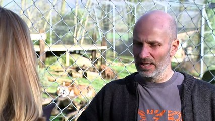 Tiger vs man tug-of-war sparks outrage