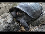 Hallan tortuga gigante que se creía extinta hace 100 años