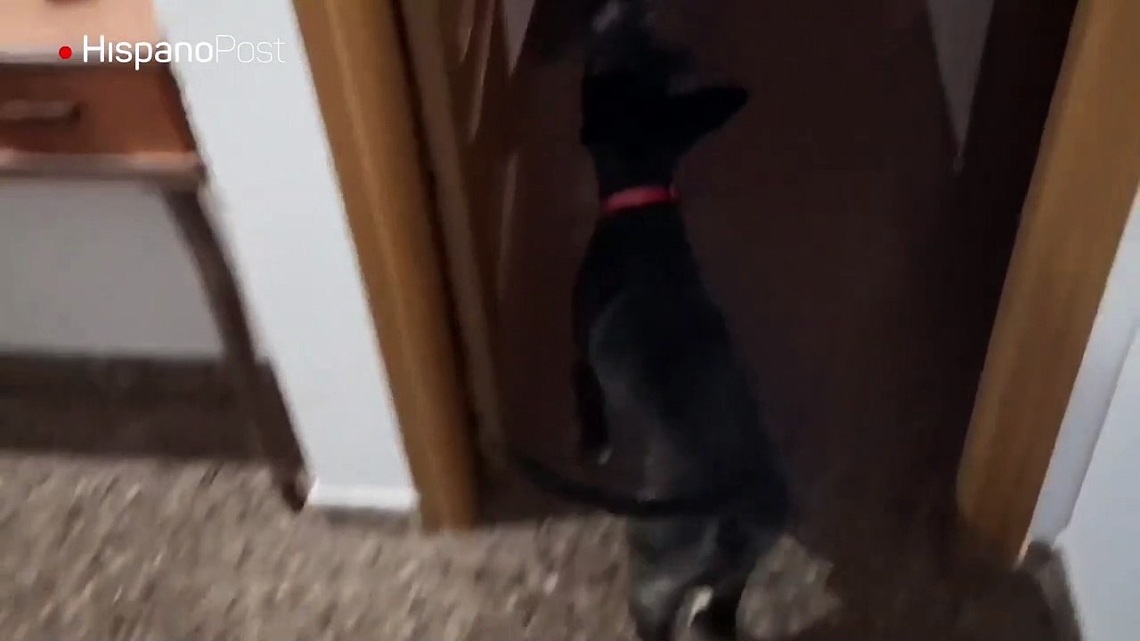 Este perro podría ganarse la vida como un portero o algo similar