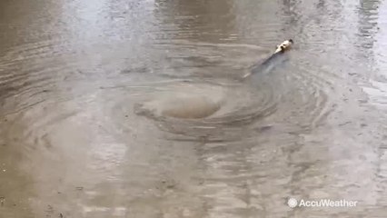 Small whirlpool spotted on flooded river