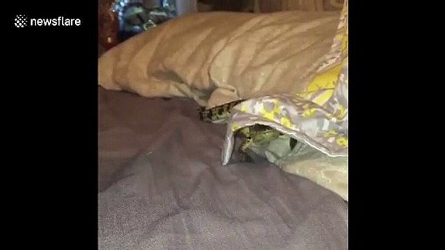 Baby crocodile makes cute disappointed noises after hiding spot compromised