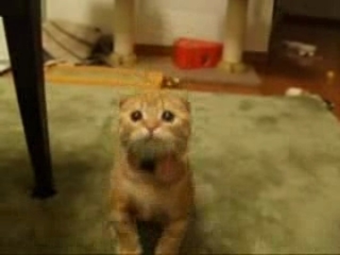 Chat Mignon Qui Joue