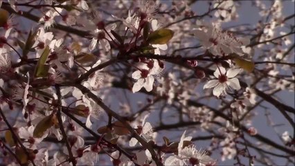 Primavera, sinais em cores e tons, e também sons, da Samarituna... Covilhã a 21-2-2019