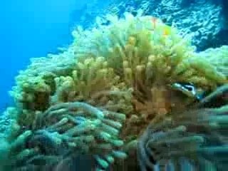 Embudu Poissons Clowns Anemone