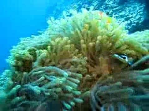 Embudu Poissons Clowns Anemone