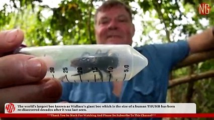 Wallace's Giant Bee a.k.a Megachile Pluto Has Been Re-discovered