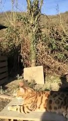 Rabye Bouden 2019 LE LEOPARD