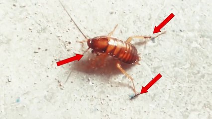 IMPRESIONANTE!! Video de Hormigas Versus Cucarachas y un Pollo _ _Nadie Sabe para quien trabaja_ xD