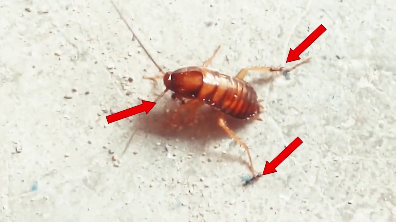 IMPRESIONANTE!! Video de Hormigas Versus Cucarachas y un Pollo _ _Nadie Sabe para quien trabaja_ xD