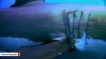 Great White Sharks Can Move At Faster Speeds But Here's Why They Prefer To Swim Slow