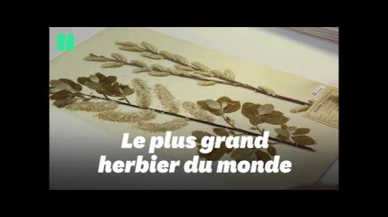 Les "Herbonautes", le site pour aider les chercheurs du plus important herbier du monde
