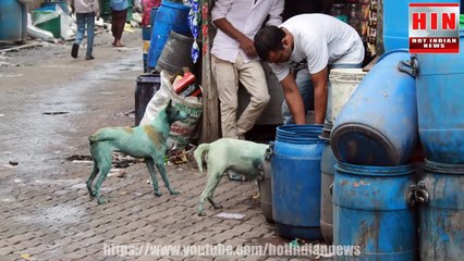 क्यों हो रहे हैं मुंबई के कुत्ते नीले ?  Dogs turning blue in Mumbai | Mumbai | Dogs