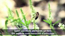 Les insectes, un déclin mondial sans précédent