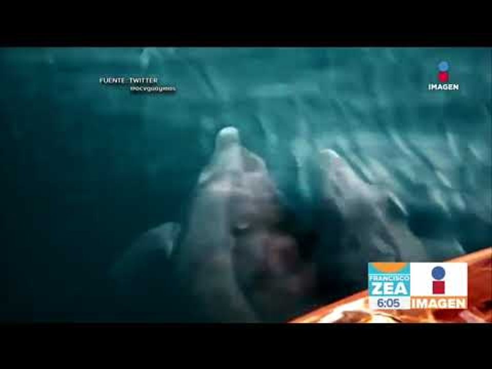 ¡Qué hermosura! Captan a dos hermosos delfines navegando por el mar de Cortés