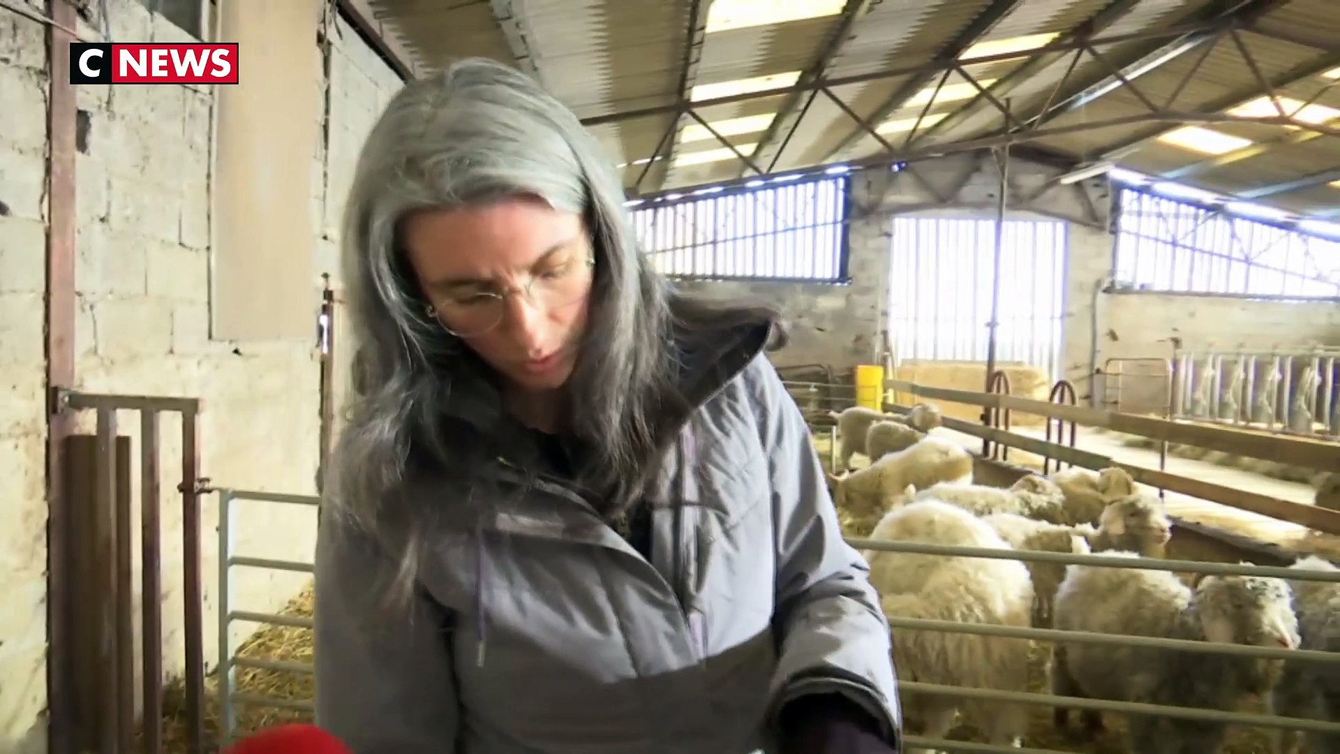 ⁣Moselle : chèvres angora et féminisation de l'agriculture