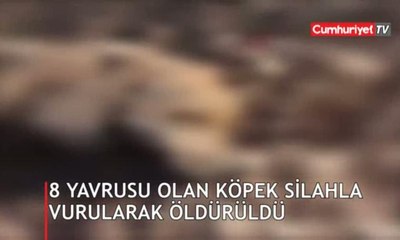 Sivas'ta vahşetin görüntüleri