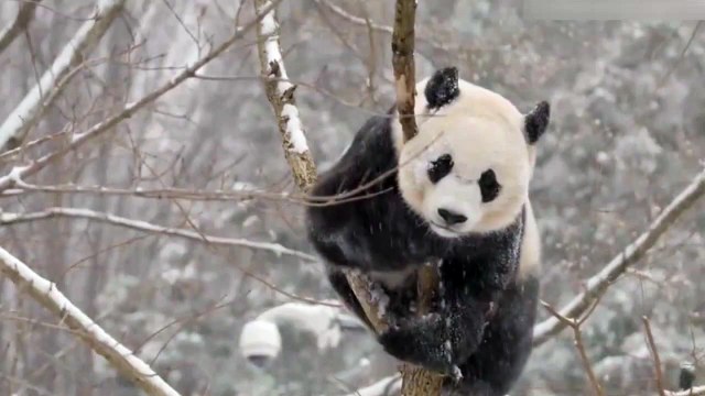 Sosyal medya bu pandayı konuşuyor