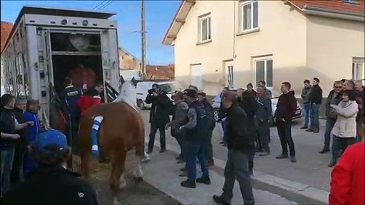 Vercel-Villedieu-le-Camp : 11 chevaux comtois partent le salon de l’agriculture à Paris