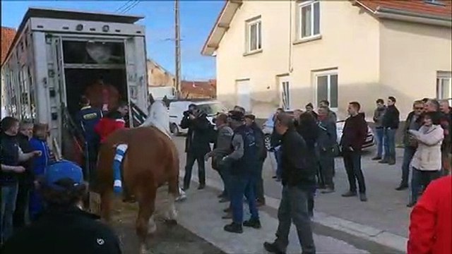 Vercel-Villedieu-le-Camp : 11 chevaux comtois partent le salon de l’agriculture à Paris