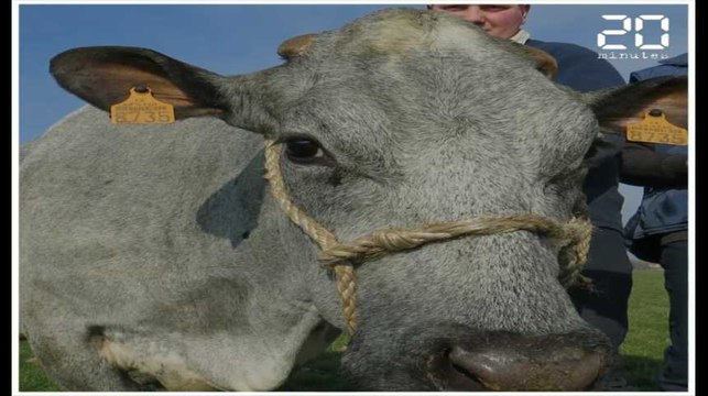 Salon de l'Agriculture: Découvrez la «Bleue du Nord», mascotte de l'édition 2019