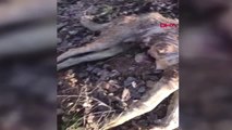 Sivas 8 Yavrusu Olan Köpek Tüfekle Öldürüldü