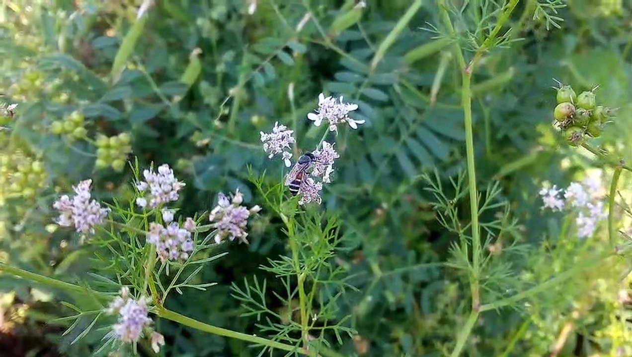How to Honey Bee collecting honey in the flowers.      Comment Honey Bee collecte le miel dans les fleurs.