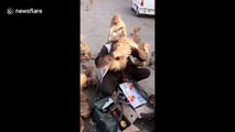 Indian man has been feeding monkeys at the same temple every day for the last 40 years