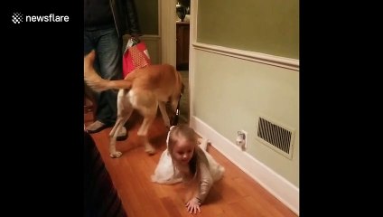 Dog walking the human? Family dog drags three year old trying to pull leash