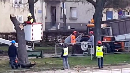 Pont-à-Mousson : l'abattage des arbres du parc Wilson Churchill a débuté