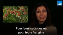 J'y crois pas ! Chez les plantes, c'est ma famille d'abord