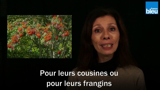 J'y crois pas ! Chez les plantes, c'est ma famille d'abord