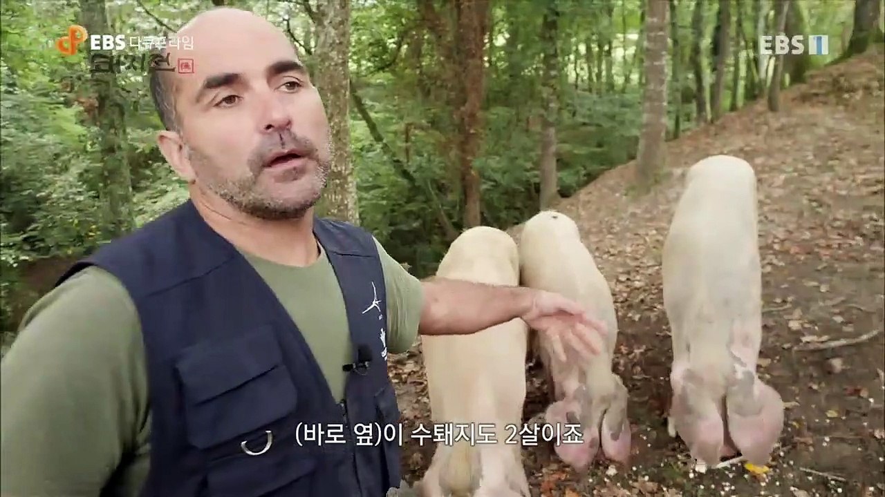 EBS 다큐프라임 - Docuprime_돼지전 3부- 돼지, 다시 날다_#002