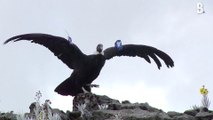 Ces deux condors des Andes ont repris leur envol… après avoir été probablement intoxiqués par des éleveurs