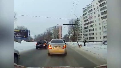 Un policier russe fait traverser un chien !