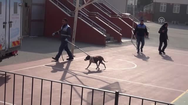 Okula Giren Pitbull Öğrencilere Saldırdı