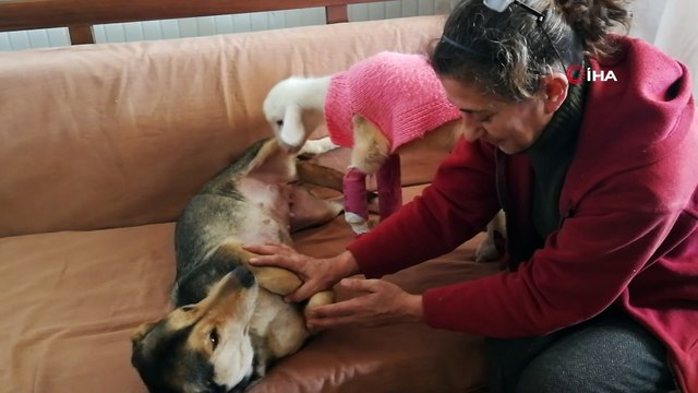 Yıldız kuzu yürümeye başladı