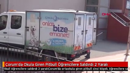 Çorum'da Okula Giren Pitbull Öğrencilere Saldırdı 2 Yaralı