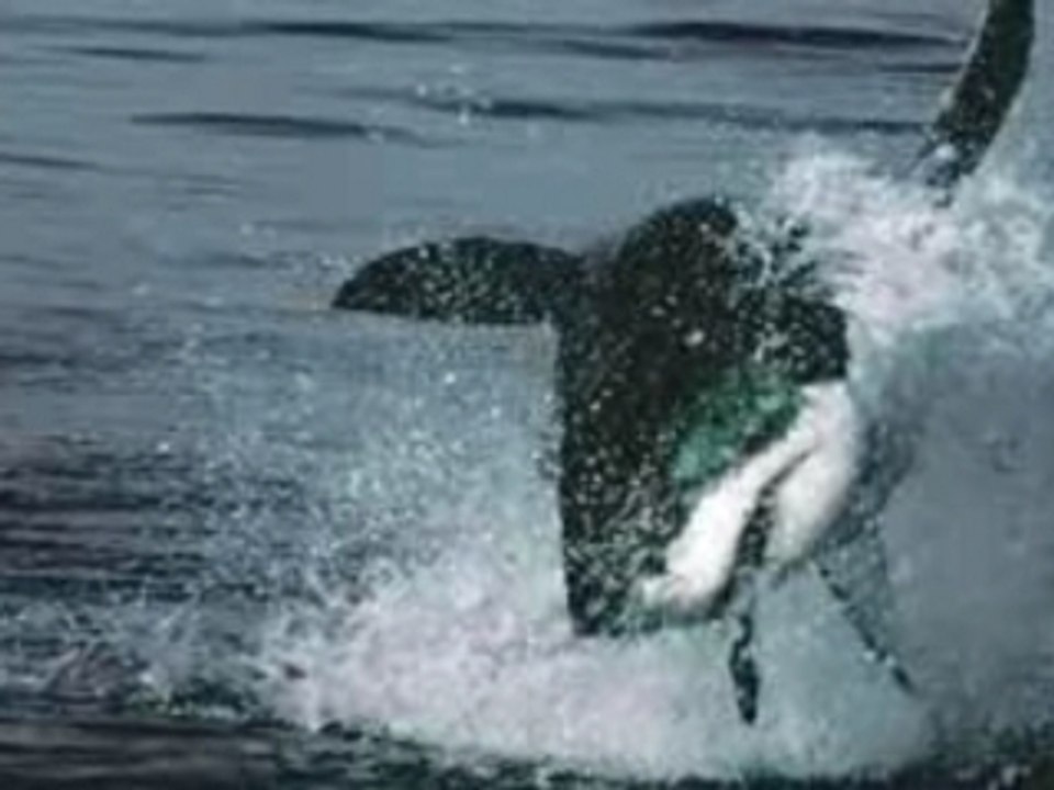 Shark attack! Seals